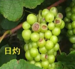 葡萄苗基地 葡萄苗基地